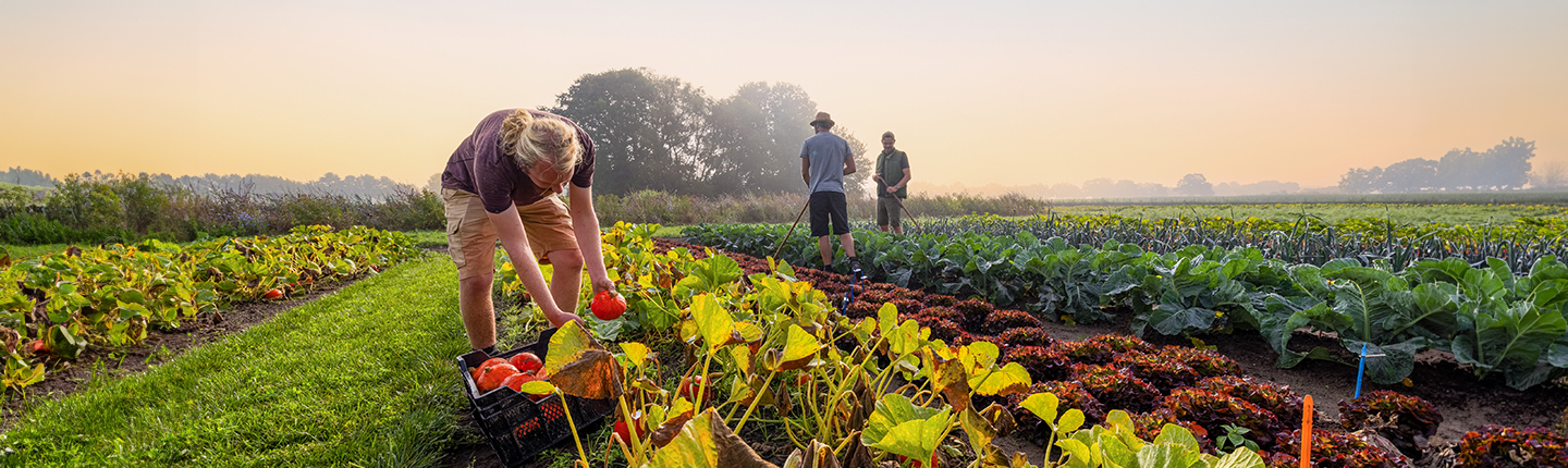 Homme contrôlant les citrouilles biologiques dans le champ