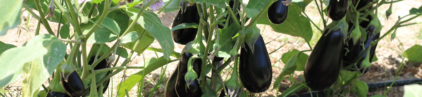 Gros plan d'une fleur d'aubergine